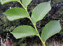 Alternate and two-rowed elm leaves