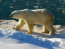 Polar bear in Wapusk National Park, Manitoba