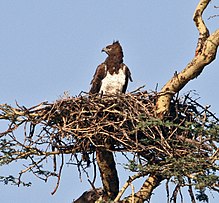 Гнездо боевого орла (Polemaetus bellicosus)