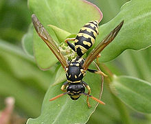 Insects can also show a distinct waist (cf. wasp waist).