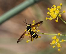 Imitation of a wasp in Ceriana vespiformis