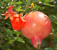 Pomegranate fruit and flowers