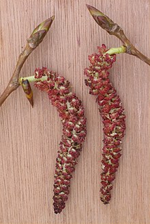 Populus × canadensis -lajin urospuoliset tähkylät  
