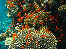 Healthy stony corals