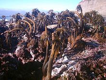 Postelsia palmaeformis bij eb in een getijdengebied  