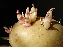 Sprouting shoot tuber of potato (Solanum tuberosum)