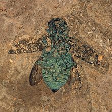 Fosilni hrošč draguljar, ki še vedno kaže barvo eksoskeleta.