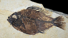 Fossiler Fisch vom Fossil Butte National Monument