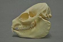 Skull of the Klippschliefer (Procavia capensis)