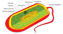 Structure d'une cellule de bactérie procaryote