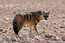 The aardwolf is the smallest hyena-type and deviates clearly from the other types in the construction of its teeth