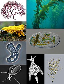 Verschillende soorten protisten: . Linksboven: rode algen, bruine algen, ciliate, gouden algen, Foraminifera; parasitaire flagellate; pathogene amoebe; amoebozoënslijm schimmel.