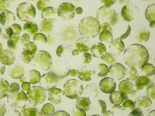 Protoplastos de células de uma folha de petúnia