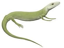 Live reconstruction of Protorothyris, a lizard-like basal reptile from the Early Permian of Texas.