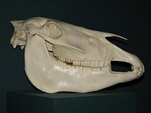 Skull of the Przewalski horse