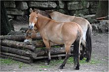 Przewalski horse with clearly visible stripes on shoulders and legs at Salzburg Zoo