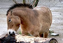 A short standing-mane is characteristic for Przewalski-Horses.