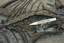 Gastroliths in the stomach region of a Psittacosaurus