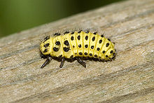 larva of the twenty-two-spot (Psyllobora.vigintiduopunctata)