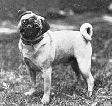 Ένα σκυλάκι από το 1915