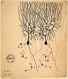 Tegning af Purkinjeceller (A) og granuleceller (B) fra duens lillehjernen af Santiago Ramón y Cajal, 1899. Instituto Santiago Ramón y Cajal, Madrid, Spanien.  
