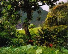 A floresta tropical de Fatu Hiva, Polinésia.