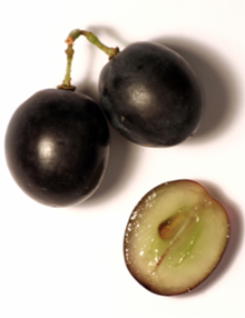 Esta uva de vino tiene una piel más gruesa y semillas más grandes, en comparación con una uva de mesa para comer.  