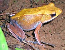 Rana bicolore (Clinotarsus curtipes), è una delle tante "rane vere" della famiglia.