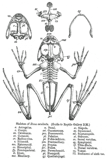 The skeleton of a frog (historical drawing from 1890) with, among other things, the enormously elongated hind legs, the strongly shortened trunk spine, the largely reduced ribs, the strongly elongated pelvis and the reduced tail deviates considerably from the basic structure of terrestrial vertebrates.