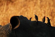 Roodbek Oxpeckers op een Rhinoceros