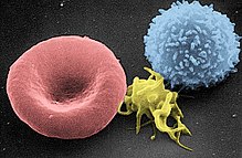 From left to right: erythrocyte, activated platelet, leukocyte.