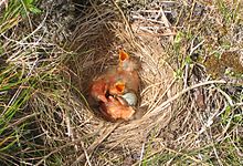 Nid de coupe d'une Aile rouge, avec des poussins. Presque tous les oiseaux construisent des nids de tasse comme celui-ci.