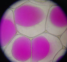 ... if it does not fill the whole cell (plasmolysis).
