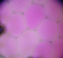 The central vacuole of the purple-leaved three-master flower (Tradescantia spathacea) is easier to see ...
