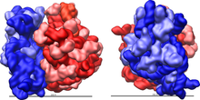 Фигура 2 : Голяма (червена) и малка (синя) субединица се вписват заедно