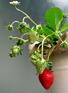 Different stages of ripening on a strawberry plant