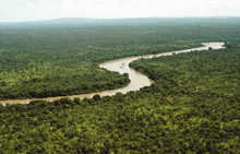 Os ecossistemas da floresta tropical são ricos em biodiversidade. Este é o rio Gâmbia, no Senegal.