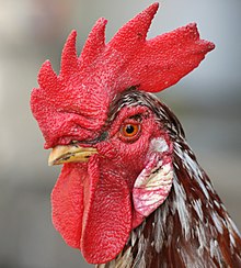 Typical cock