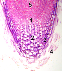 10x Mikroskopische Aufnahme der Wurzelspitze mit Meristem1 - Ruhezentrum 2 - Calyptrogen (lebende Wurzelkappenzellen) 3 - Wurzelkappe 4 - abgestoßene tote Wurzelkappenzellen5 - Procambium