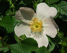 Uma espécie de rosa selvagem terá tipicamente apenas cinco pétalas, tornando-as dicots.