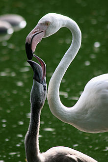 Yksi Baselin eläintarhan flamingonpoikanen saa ravintonaan viljamaitoa.  