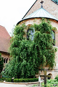 Thousand year old rose bush at the Mariendom