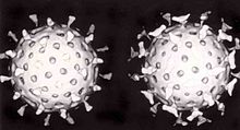 Twee rotavirussen: het rechtse is gecoat met antilichamen die verhinderen dat het zich aan cellen hecht en deze infecteert.  