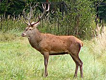 The widespread red deer