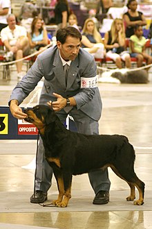 Rottweiler kilpailussa vuonna 2006.  