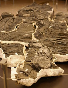S. sikanniensis Royal Tyrrell Museumissa  