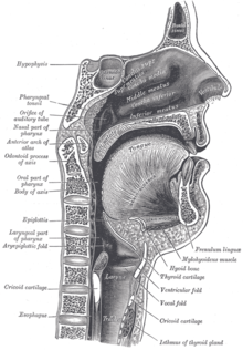Sagittal section through the mouth