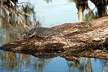 Crocodilo de água salgada em Kakadu.