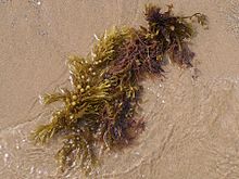 Sargassum muticum , an invasive seaweed belonging to the brown algae group.