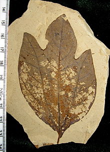 Fossiel Sassafras hesperia blad